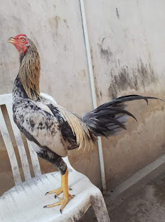  Kelebihan dan kekurangan ayam aduan jenis birma