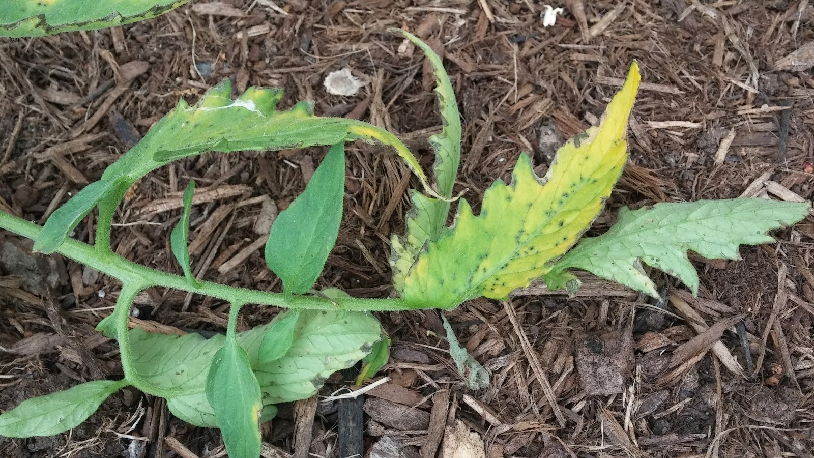 Yellow Leaves on Tomatoes (Early Blight)