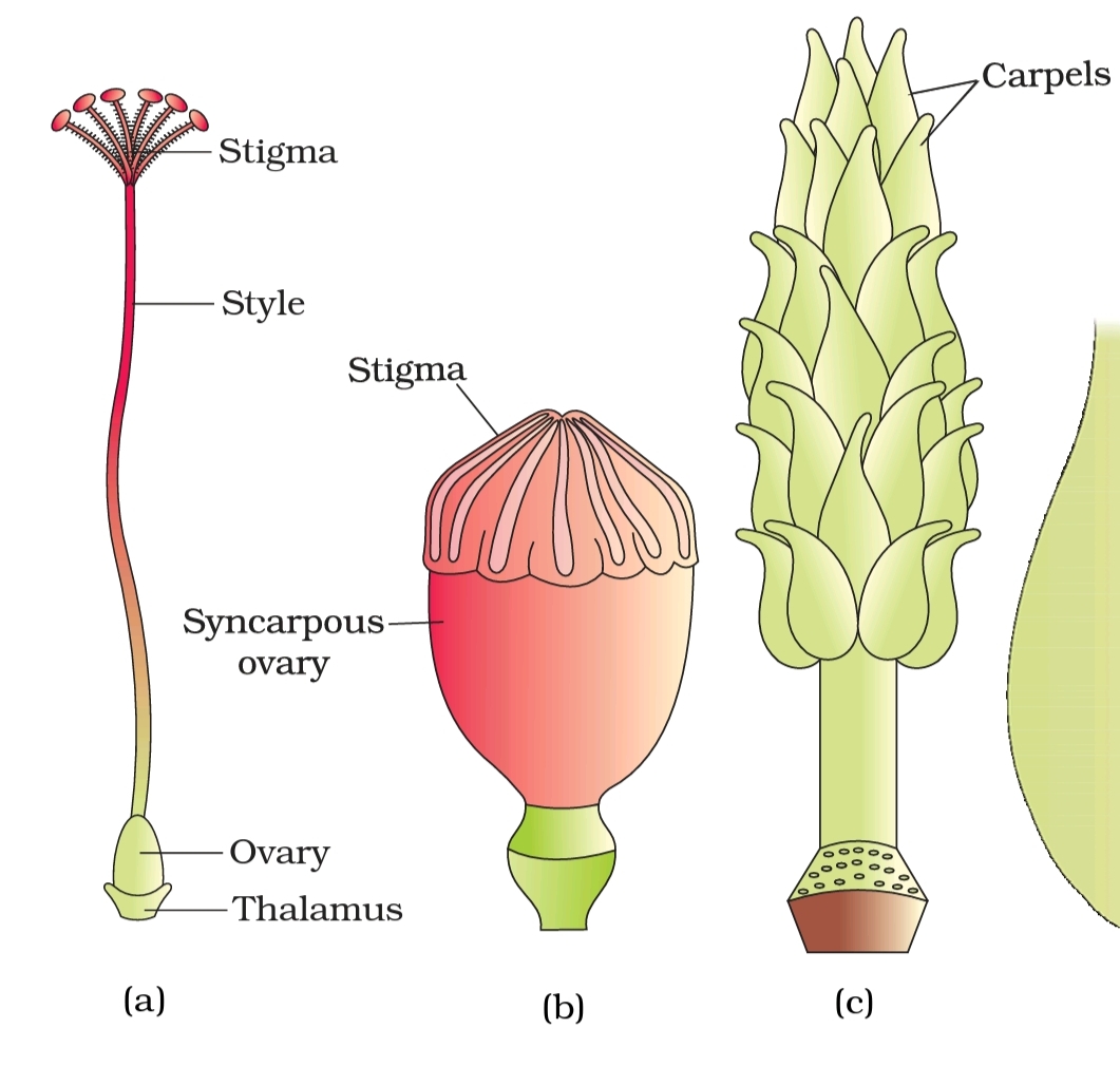 PrepBiology REPRODUCTION in ANGIOSPERMS FEMALE PARTS