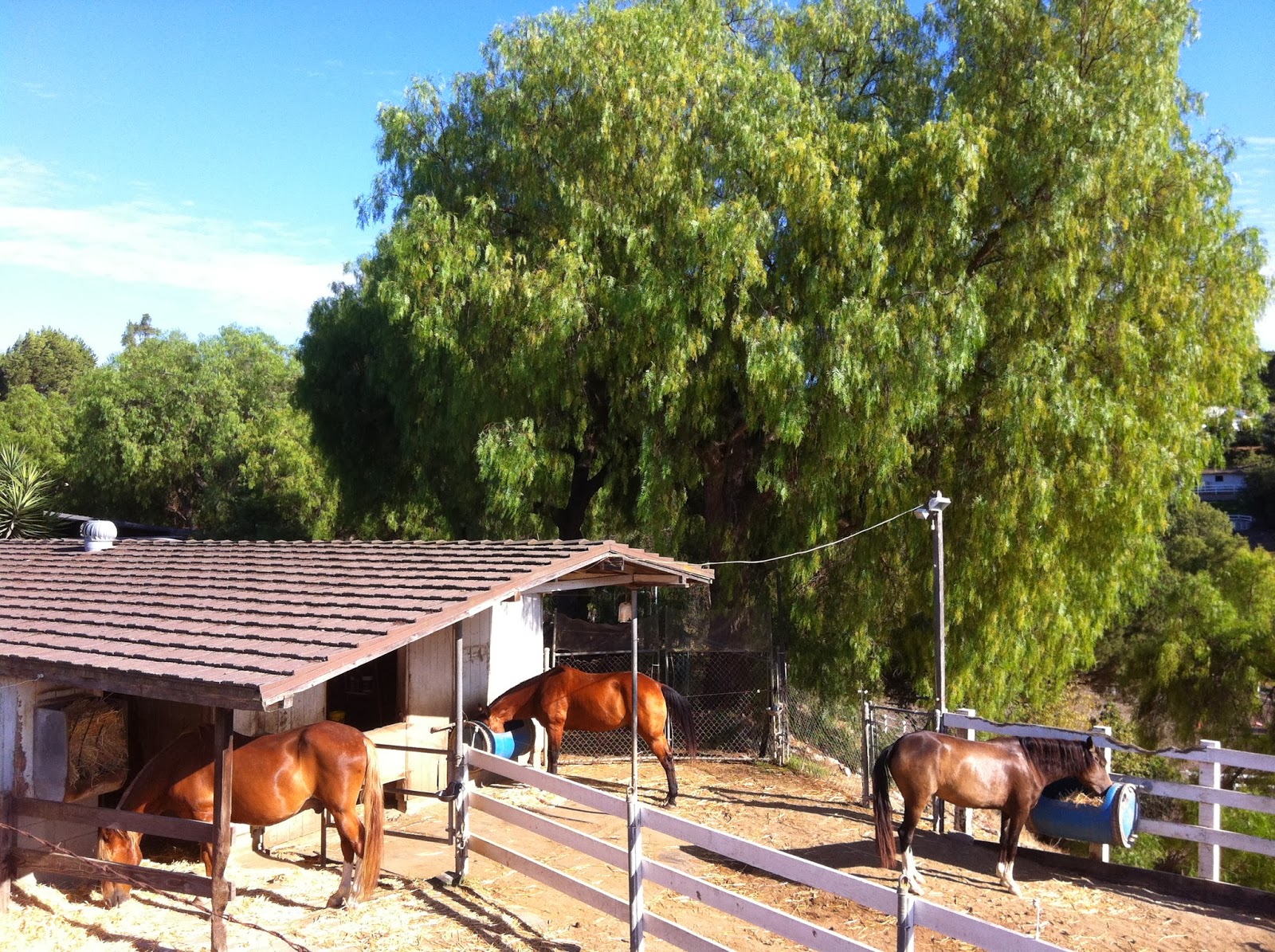 Palos Verdes Horse Property 3104938333 Lunchtime on the PV Trails