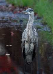 Great Blue Heron