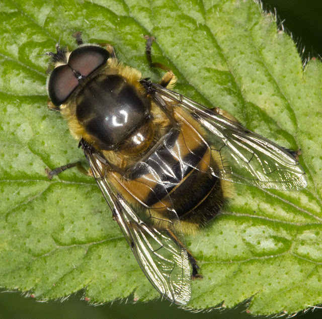 Myathropa florea.  Hoverfly.  Joyden's Wood, 12 May 2012.