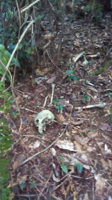 IBIRAPITANGA: Foi encontrada uma ossada humana na mata