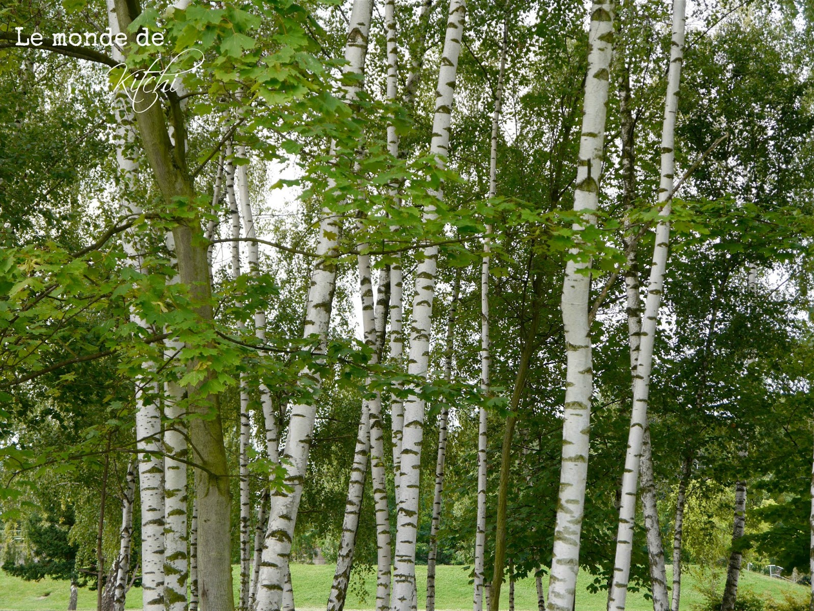 Le monde de Kitchi Mein Freund, der Baum Weißbirke