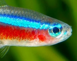 Cardinal tetra Facts, Size, Tank Mates, Care, Breeding, Water Parameters