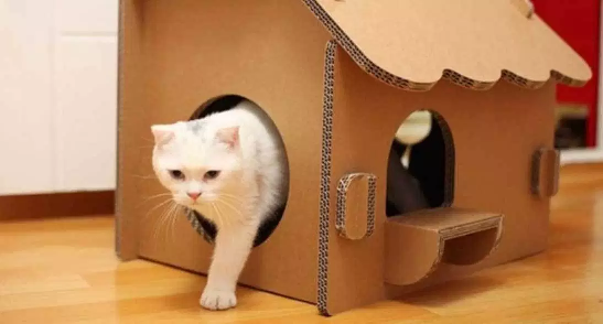 Langkah-langkah membuat rumah kucing dengan kardus