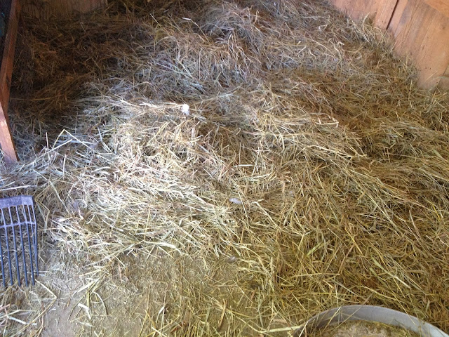 chicken coop hay