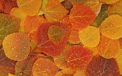 leaves autumn fall wallpapers pemandangan leaf desktop background backgrounds pumpkin fallen leafs screensaver pc rain foliage colors orange forest bing
