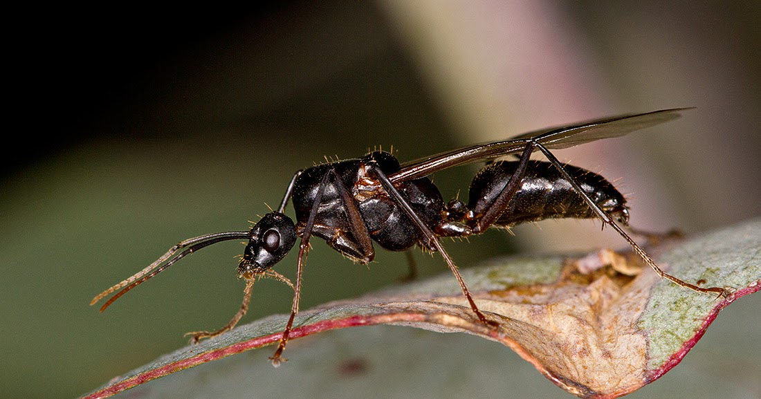 The Cool Science Dad: Flying Ants