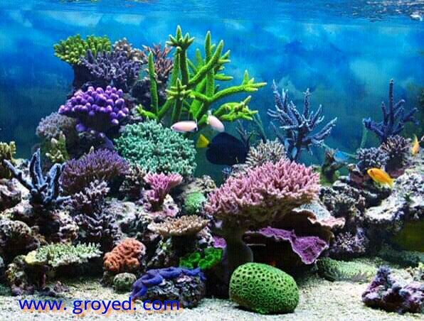 الضحلة الشعب كائنات المياة في المرجانية هي تتكون حية رابط التسجيل