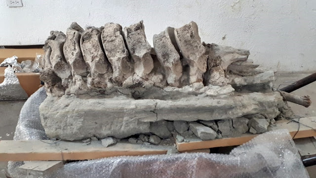 Piden un Museo para fósiles hallados en Totimehuacan
