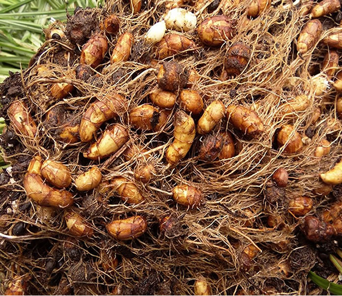 A simple guide on how to grow Tiger nut