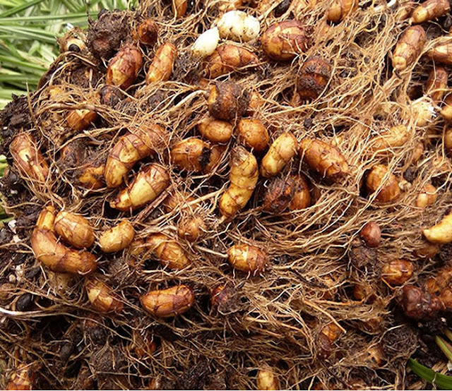 A Simple Guide On How To Grow Tiger Nut A Simple Guide On How To Grow Tiger Nut