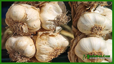 Botani dan Komposisi Bawang Putih | Budidaya Pertanian Bawang Botani dan Komposisi Bawang Putih | Budidaya Pertanian Bawang
