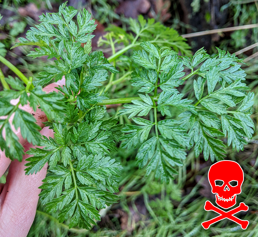 The Foraged Foodie Identifying hemlock, deadly plant, by its leaves