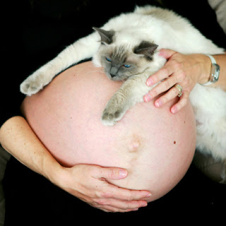 gato-toxoplasmosis-embarazo-mito