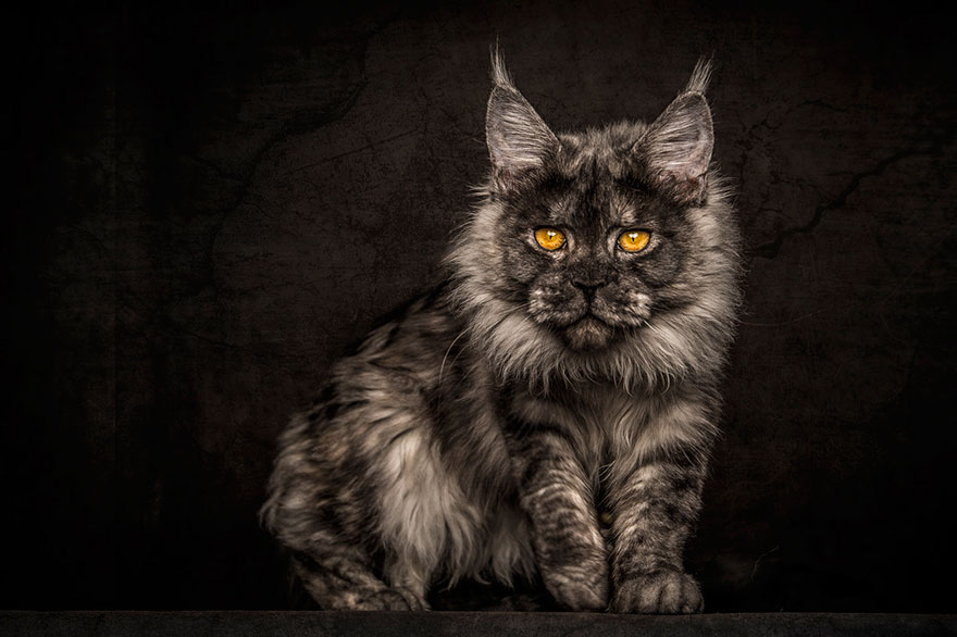 65 Breathtaking Pictures Of Maine Coons, The Largest Cats In The World 65 Breathtaking Pictures Of Maine Coons, The Largest Cats In The World