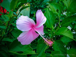 Beautiful White Pink Flower Amongst Fresh Green Leaves Of Hibiscus Or Rose Mallow Plants In The Garden At The Village