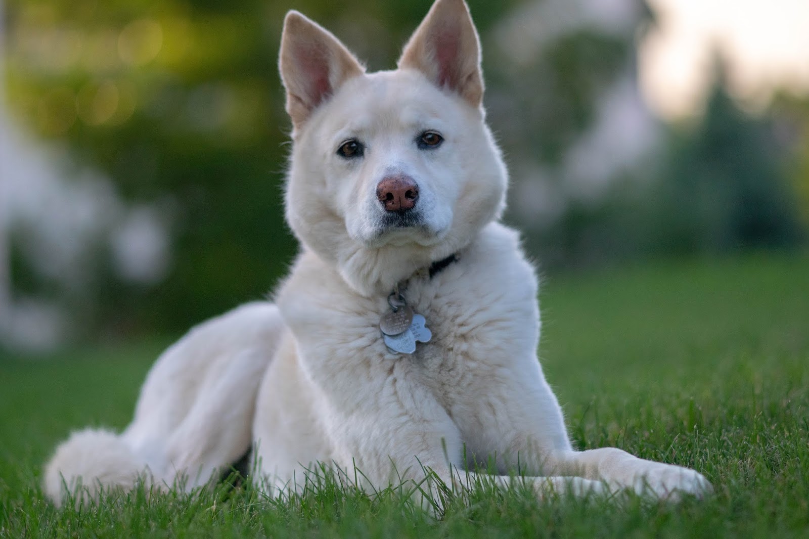 Pek Güzel Köpek Resimleri Gezilmeye Değer Yerler Seyahat Tur Rehberi