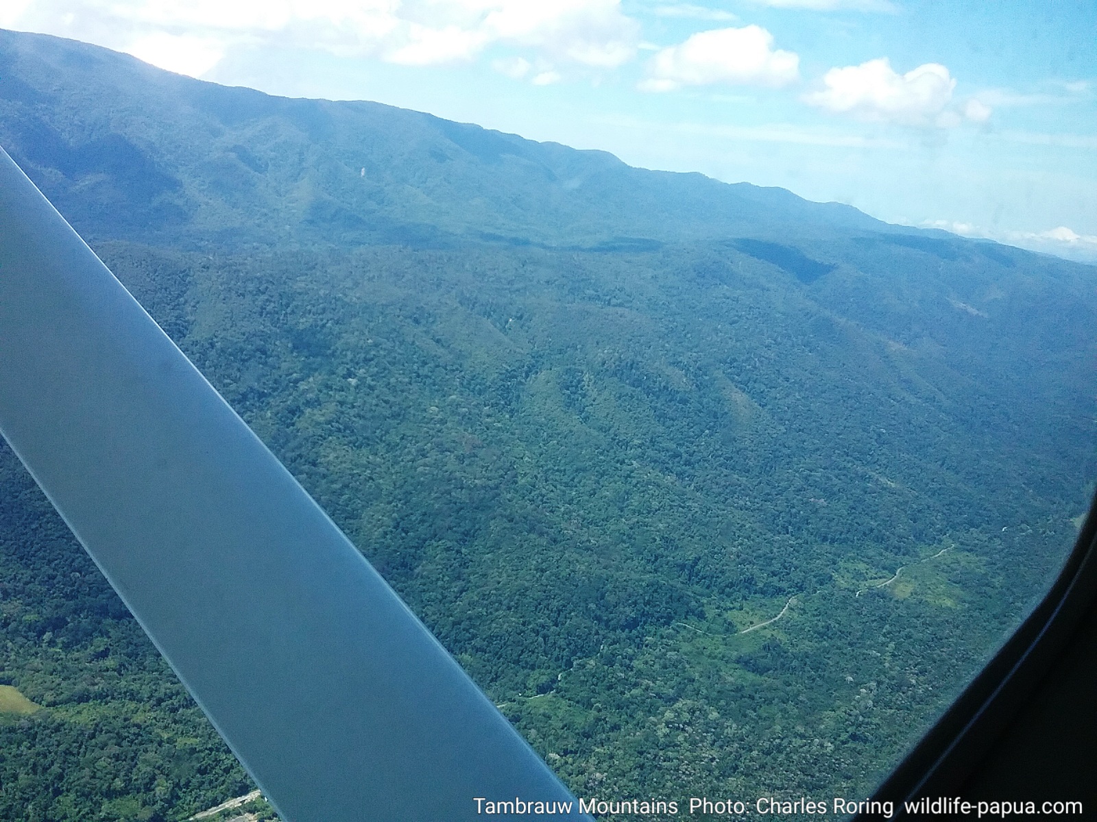 Birding Paradise in Rainforest: Birding in Aibogiar forest of Tambrauw