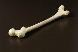 Interesting Facts About Bones | Do You Know?
