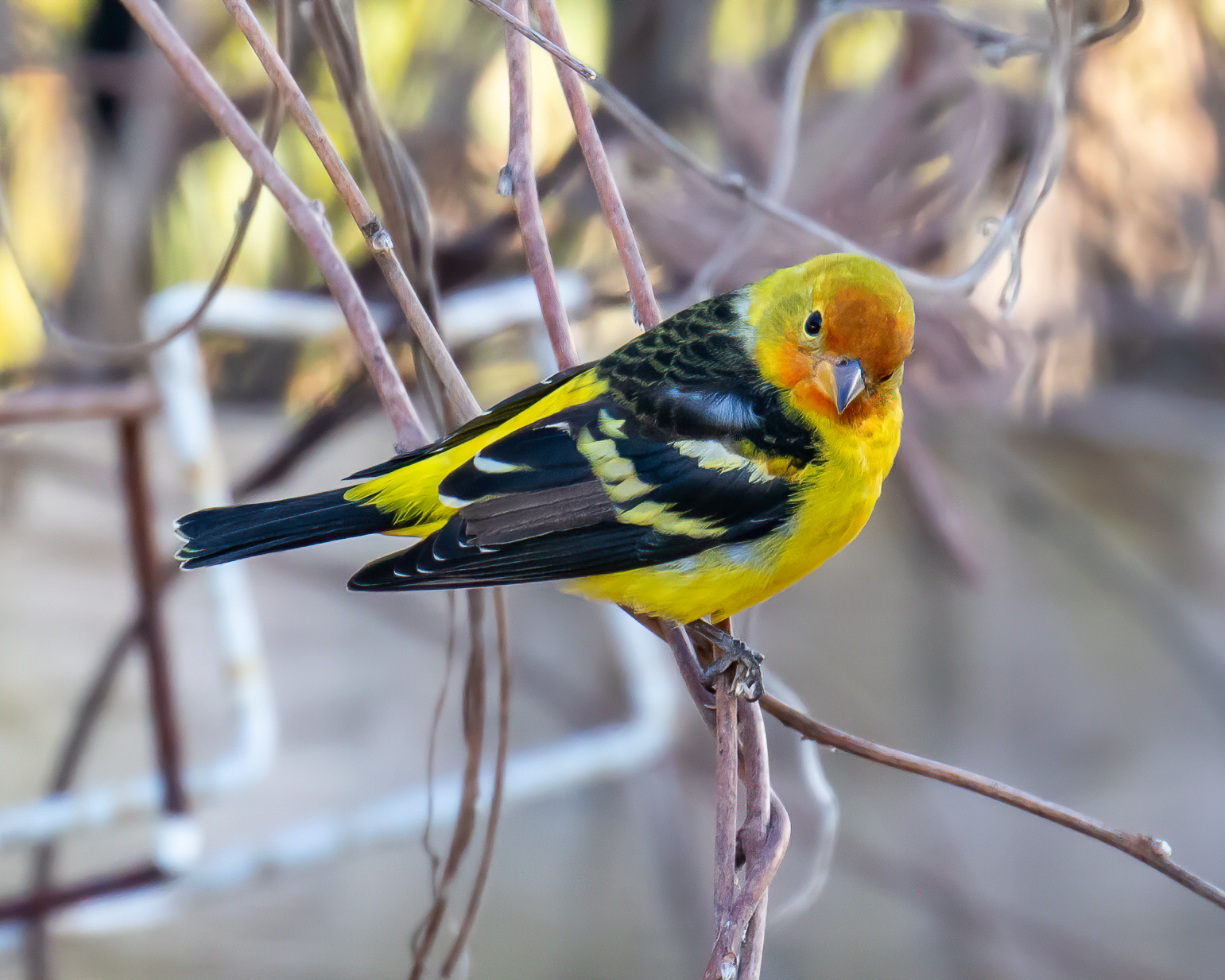 A Spate of Rare Birds in Connecticut