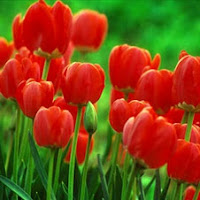 Conheça um pouco sobre as tulipas.