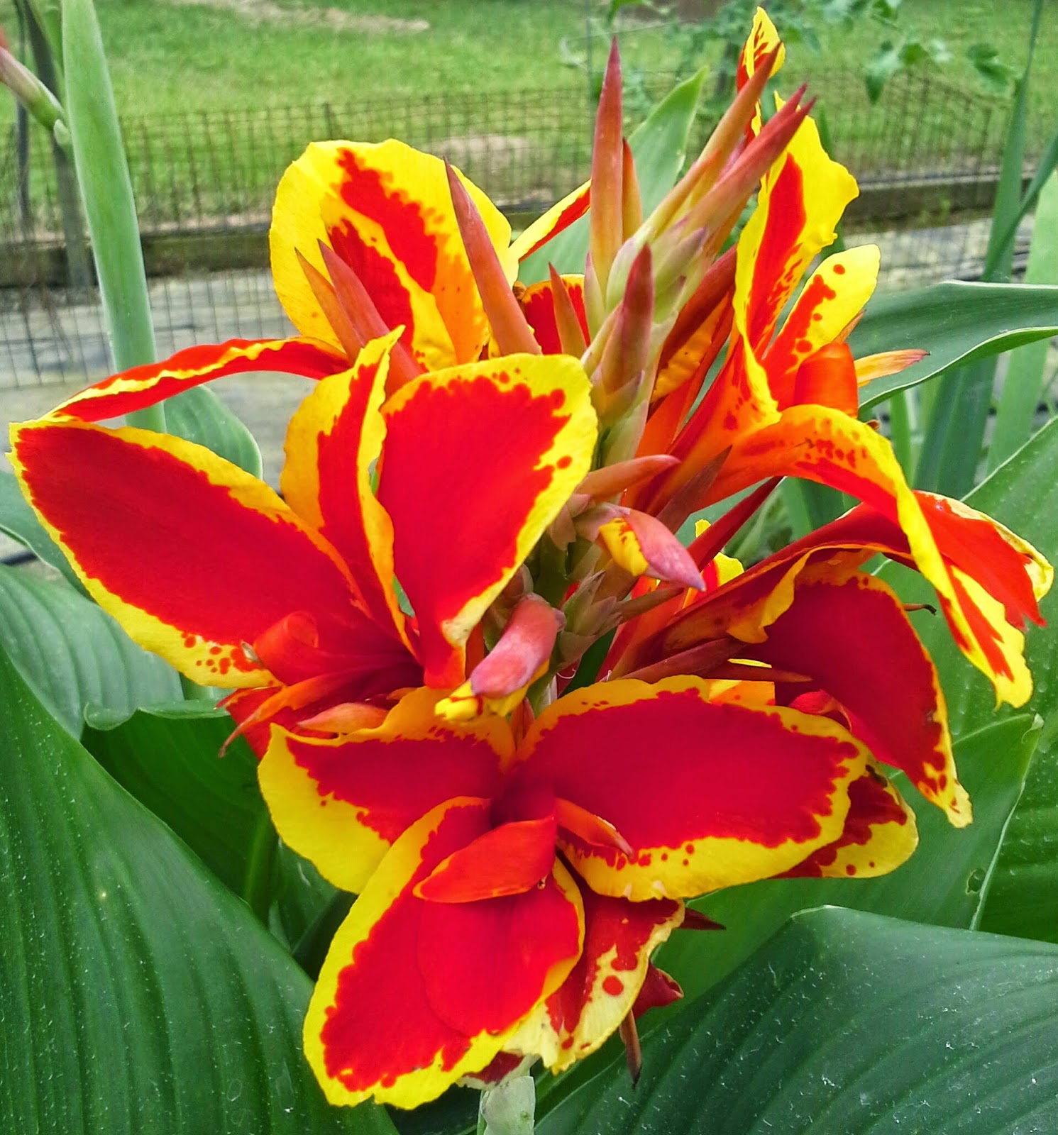Unforeseen River Canna Lily Flowers unforeseen-river-canna-lily-flowers
