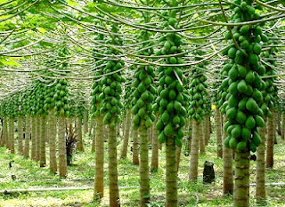  Pohon pepaya sangat gampang dijumpai dan buahnya banyak terdapat di jual dimana dari empera Manfaat Obat Dari Tanaman Pepaya