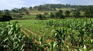 Belice Economia en Belice