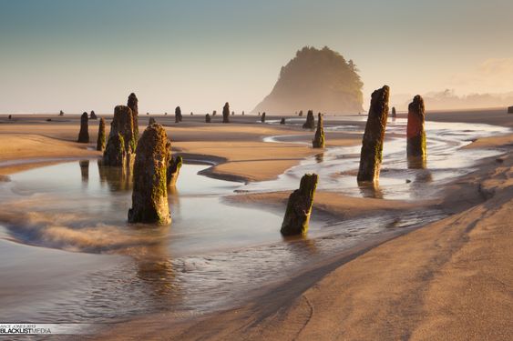Tree stumps on a beach, in Neskowin, Oregon USA - The Neskowin Ghost Forest