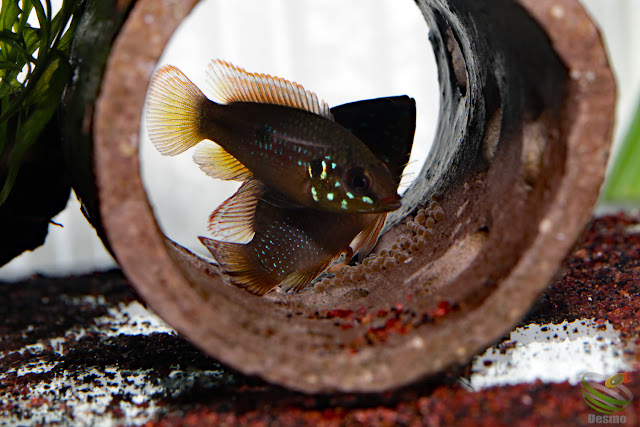 Hemichromis lifalili (sp. moanda)