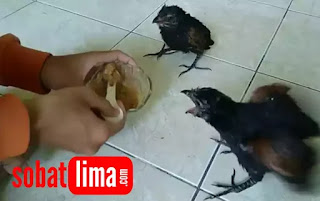 Cara Merawat Dan Melatih Bayi Anakan Burung Bubut Sobatlima Com