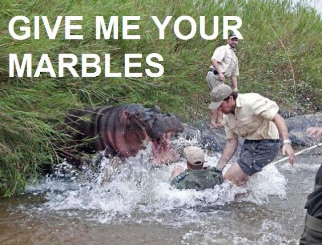 animal pictures with captions, give me your marbles