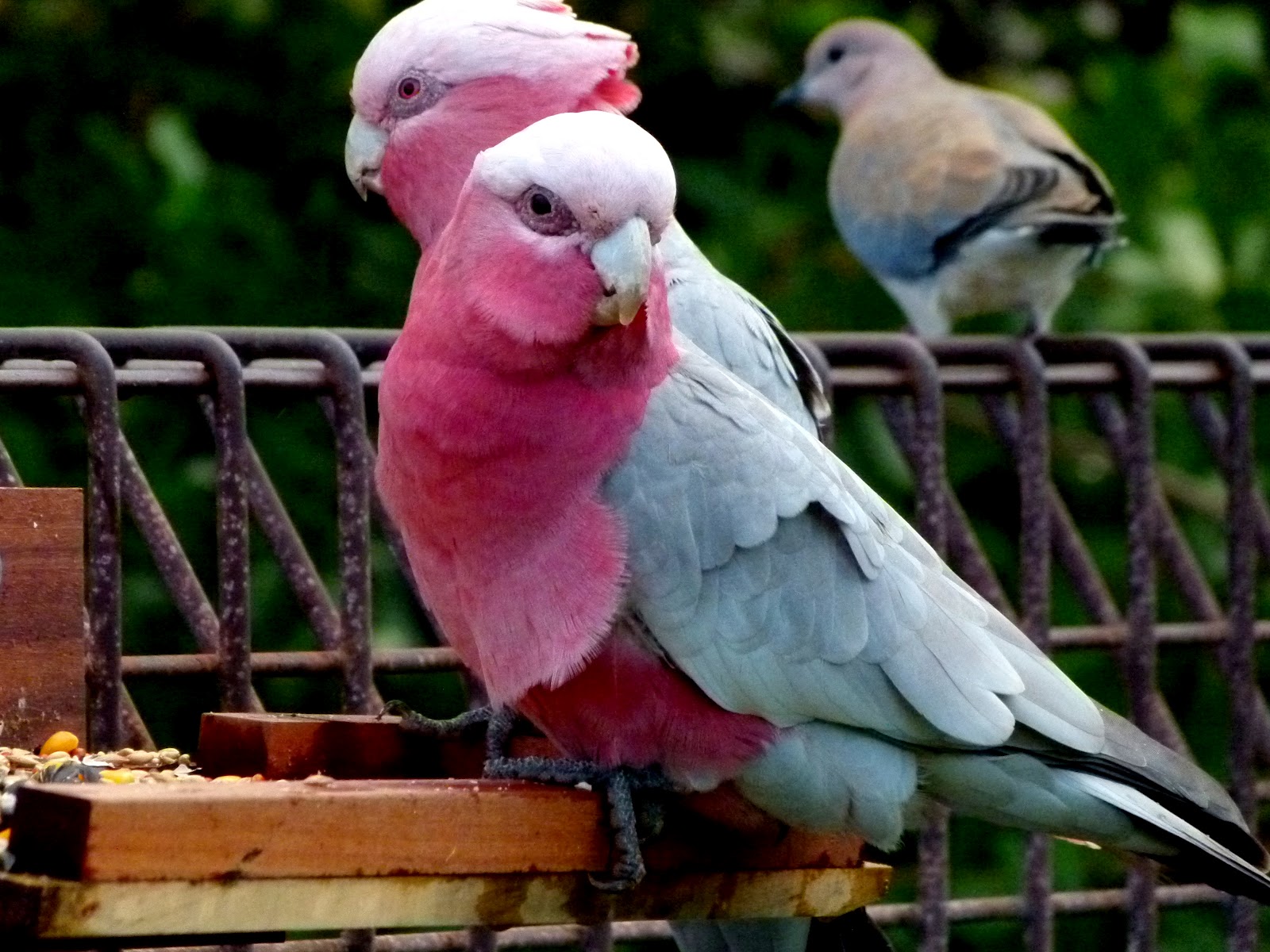Perth Daily Photo In between showers.....