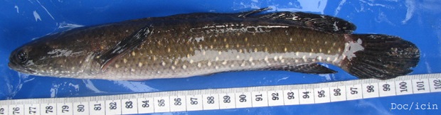 Channa cyanospilos - 50 Jenis Ikan Channa Beserta Harga Terbaru