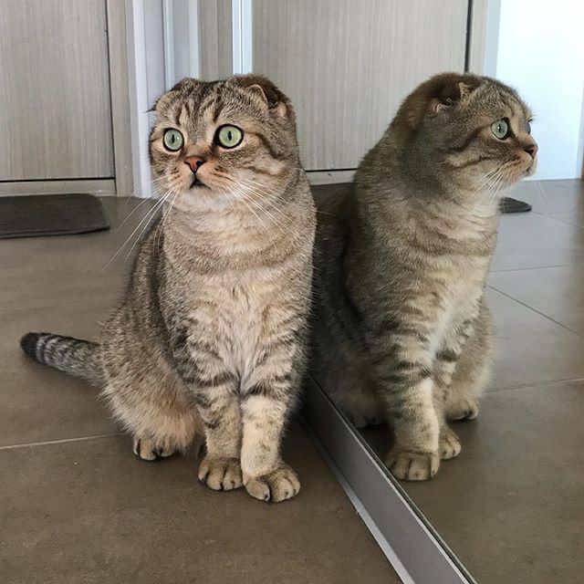 Onde comprar dobra escocesa, ordem Scottish fold gatinho, Como multa