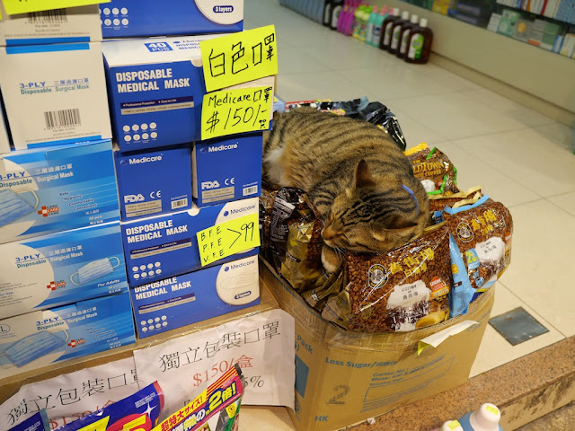 cat sleeping on top of bags of coffee next to boxes of face masks