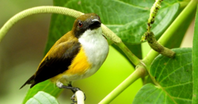 32 Mimpi burung berkicau