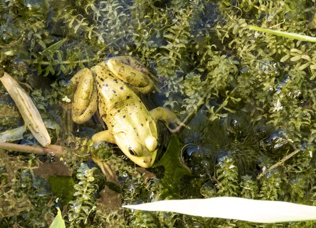 Frog at Sawgrass Lake Park in St. Petersburg, Florida
