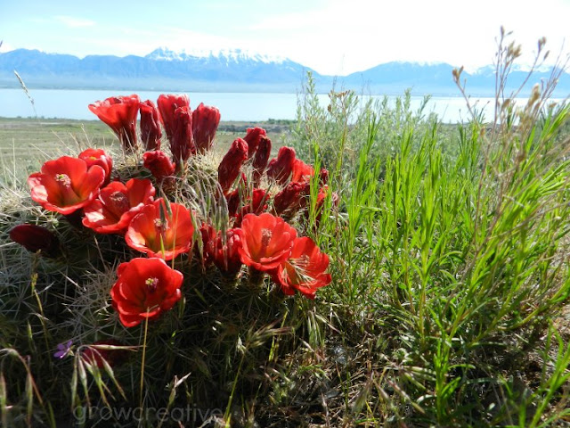 Red Cactus Blossoms: growcreativeblog
