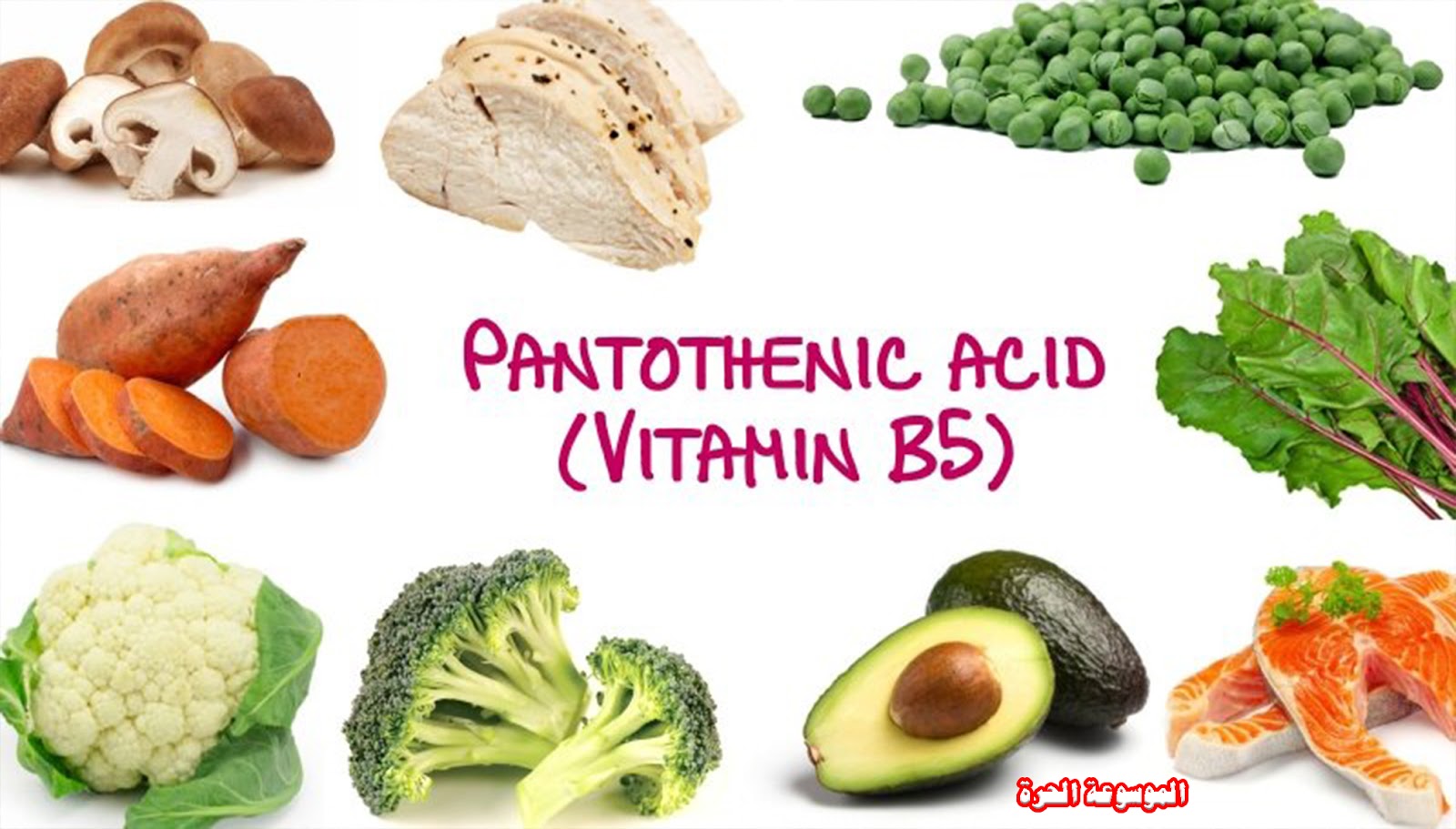 فيتامين B5 (حمض البانتوتينيك) الموسوعة الحرة