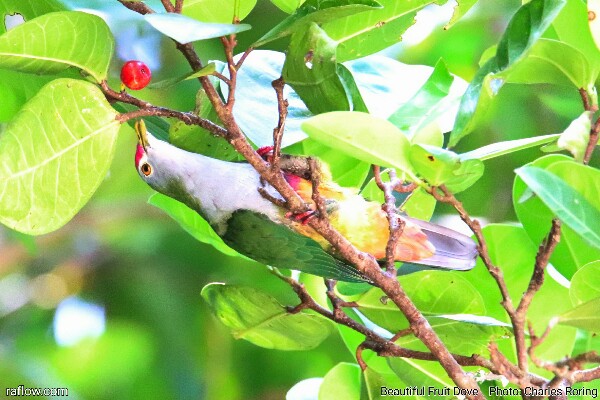 Merpati Hias - Beautiful Fruit Dove