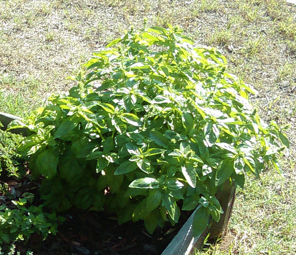 Basil The Ultimate Guide