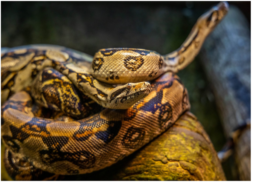 Pertanda Apa? Arti Mimpi Melihat Banyak Ular Bahorak