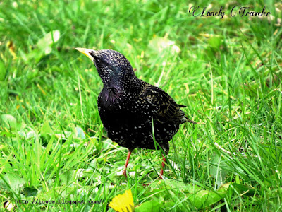 Common starling - Sturnus vulgaris