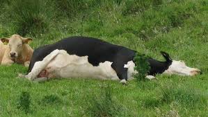 هل يصاب الإنسان بجنون البقر؟ هل يصاب الإنسان بجنون البقر؟