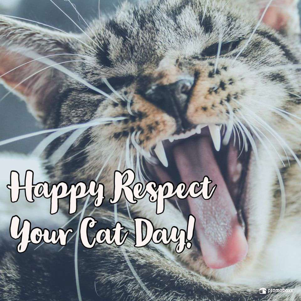 Respect Your Cat Day Wishes Awesome Picture Respect Your Cat Day Wishes Awesome Picture