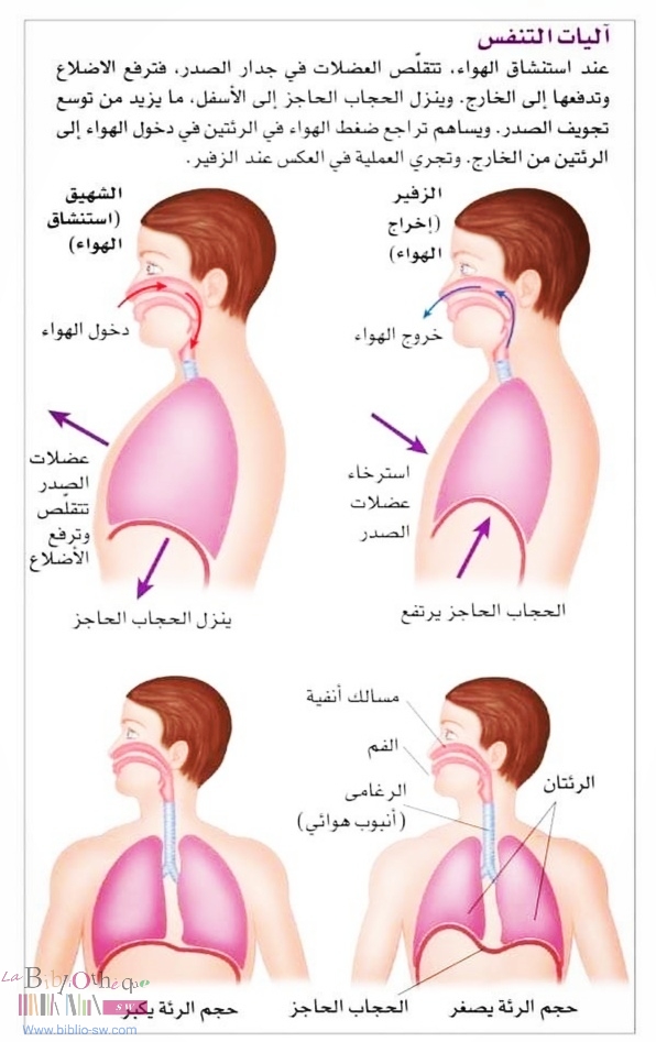 تتكون عملية التنفس من شهيق وزفير ؟