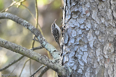 Raspinell (Certhia brachydactyla)